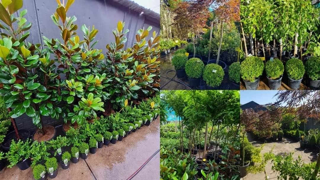 Affordable Hedging Plants for Sale